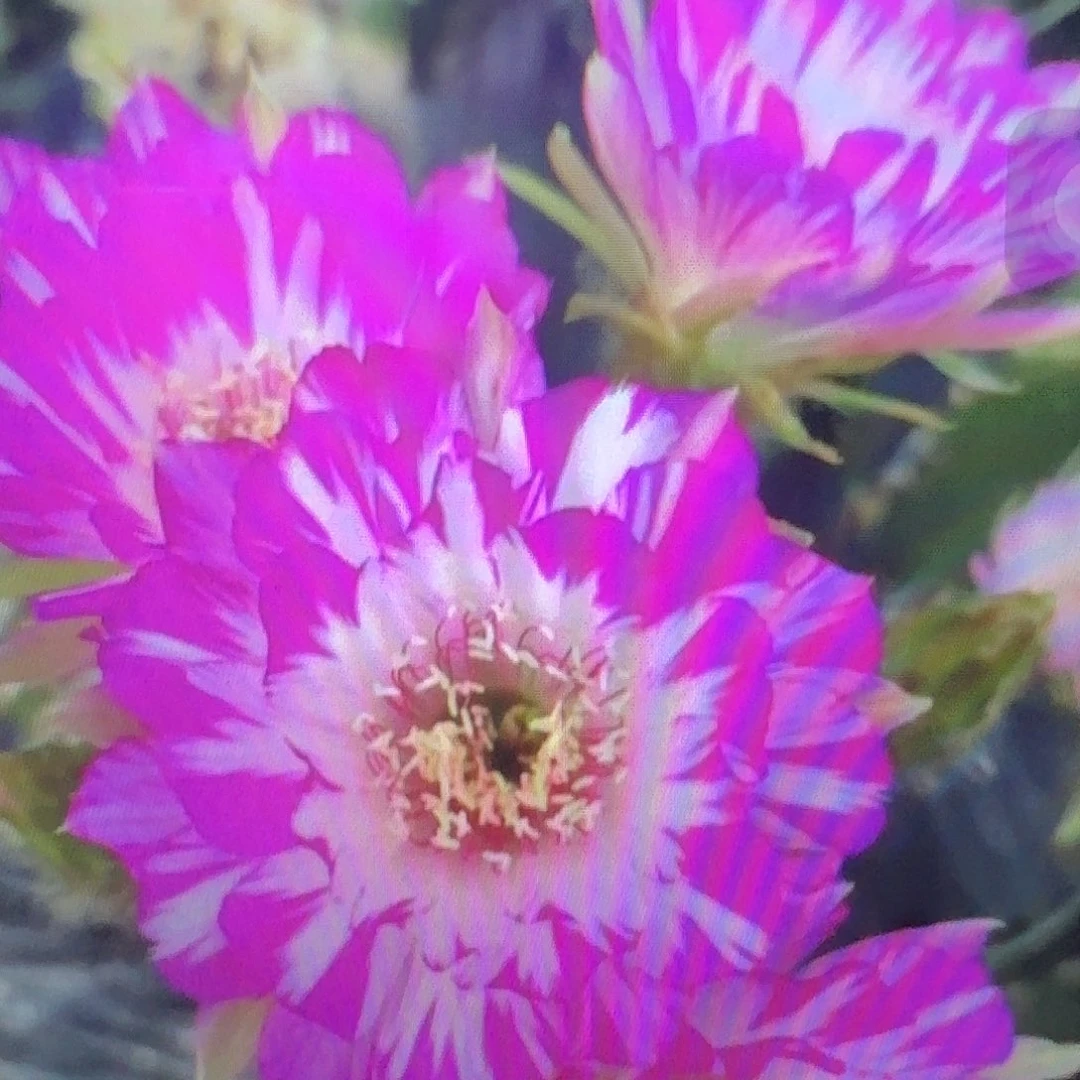 妖碟侧芽3公分丽花