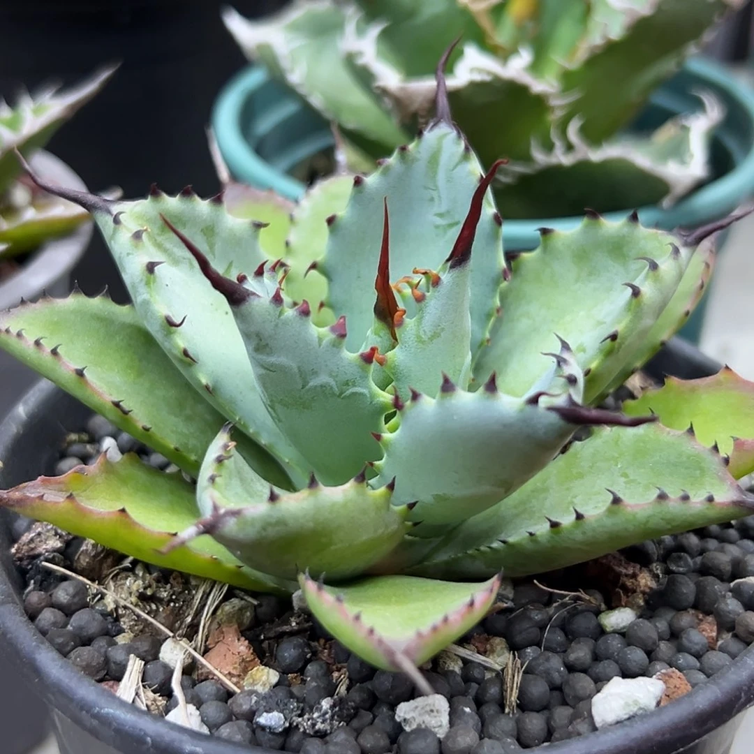 曲刺八雷一物一拍偏远不包邮不退不换