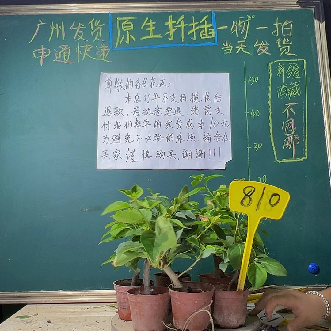 当前无花栽培后可以开花炸 六棵掌中宝810