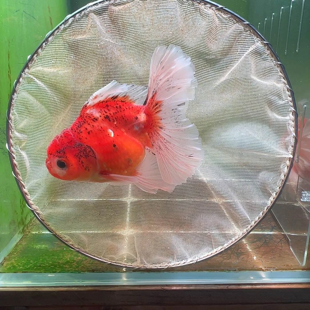 金鱼百褶泰狮压成31