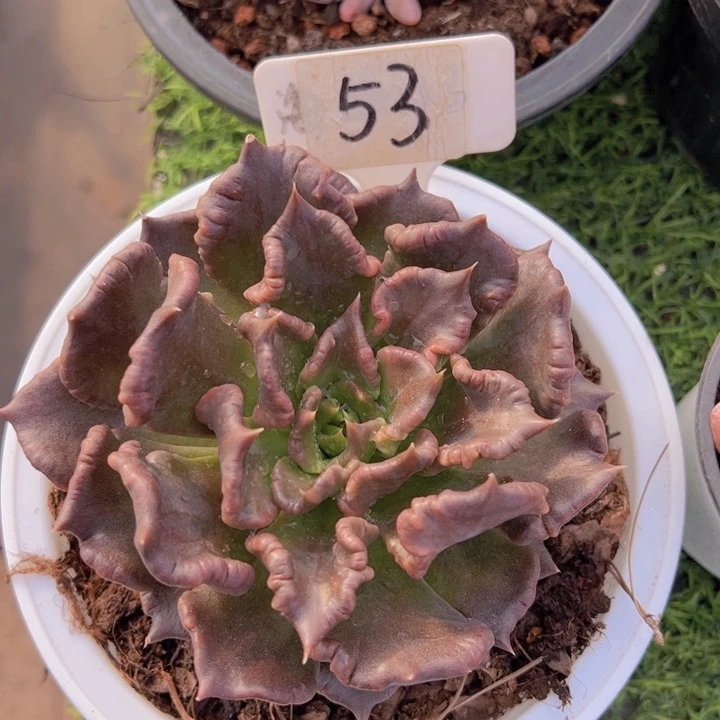 健健康康平平安安