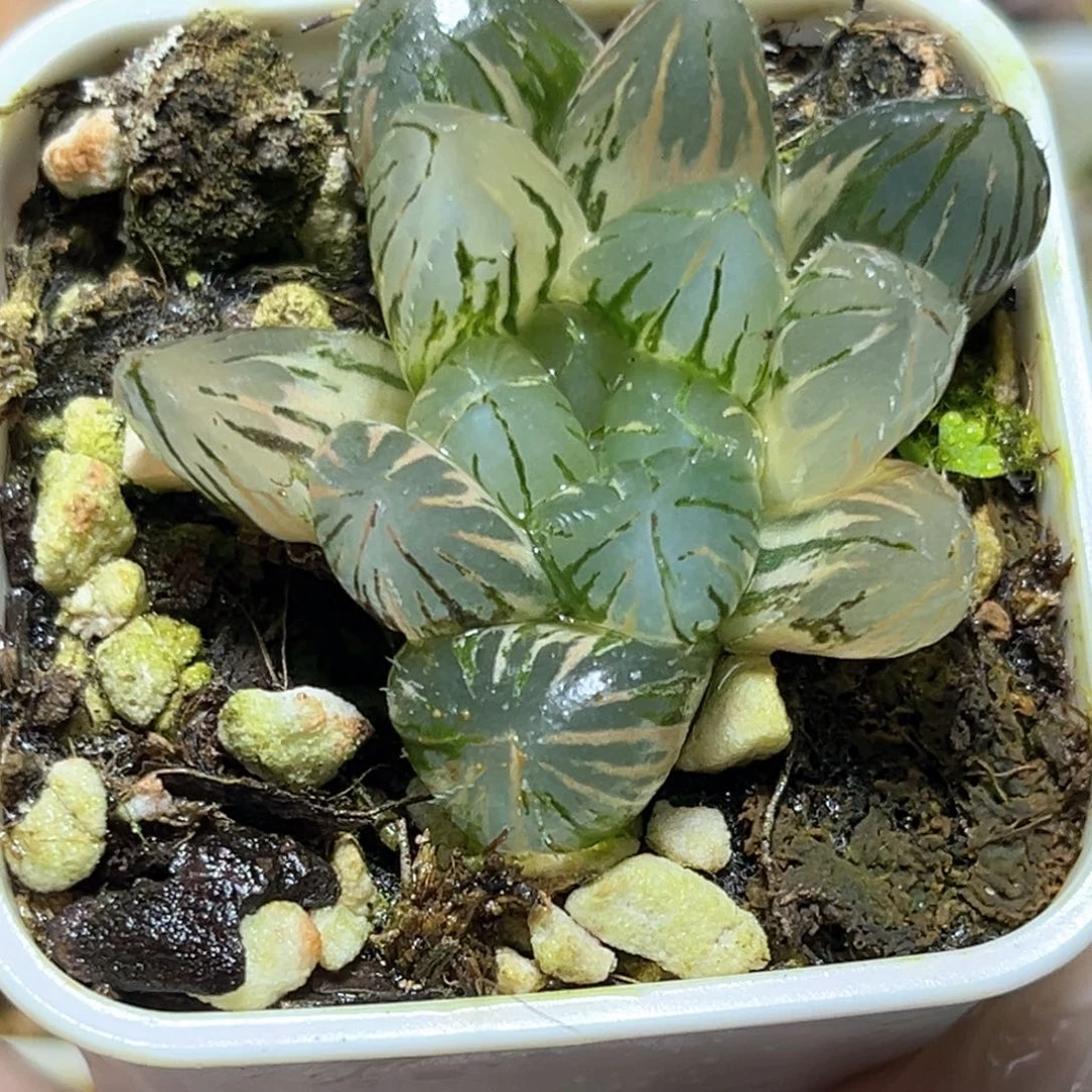 恭喜发财大吉大利4635