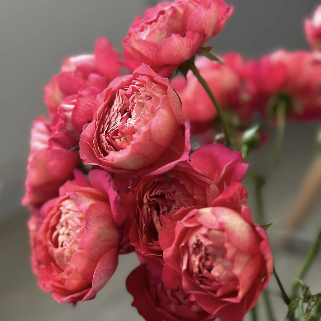 果汁美人月季花盆栽花卉庭院耐晒耐寒花园植物发货快