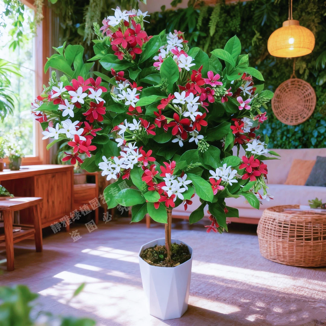 【棒棒糖70-90cm】5年老桩苗直立使君子室内植物浓香型绿植四季开花