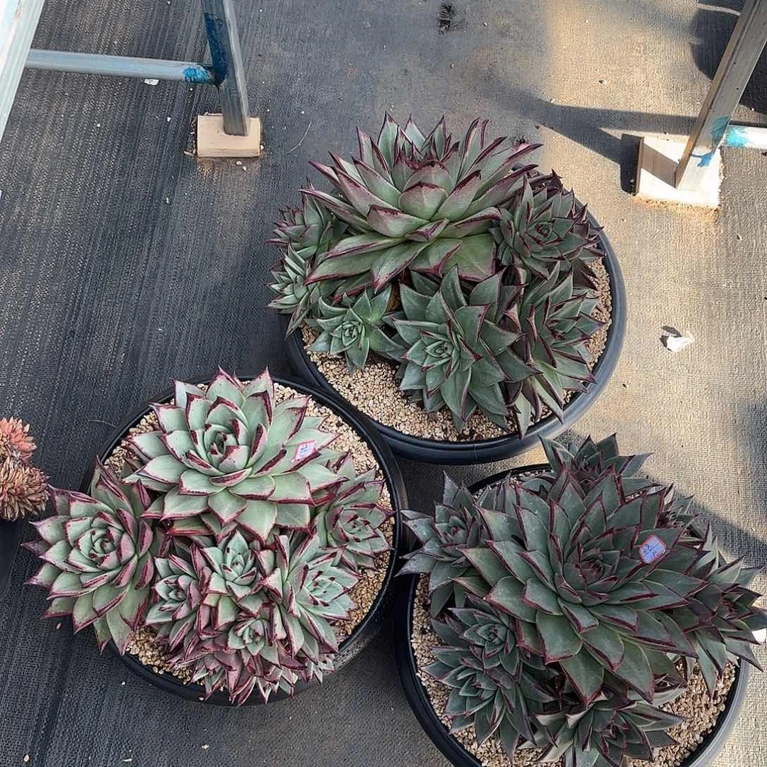 乌木3颗多肉植物多肉