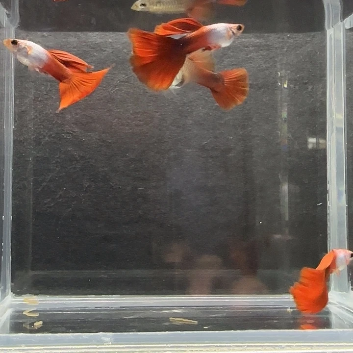 孔雀鱼艾尔银野红3对