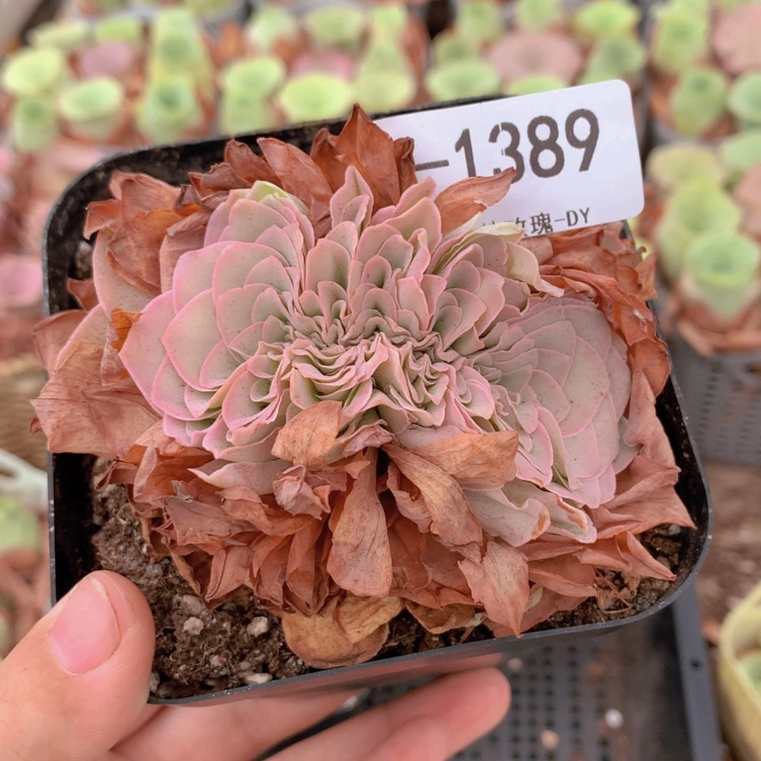 1389完美的缀化g g g vv