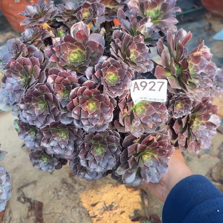 微瑕荷兰玫瑰多肉植物927.