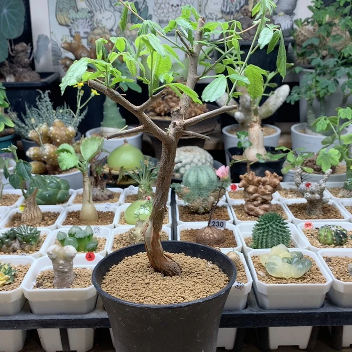 莫里斯没药实生带盆