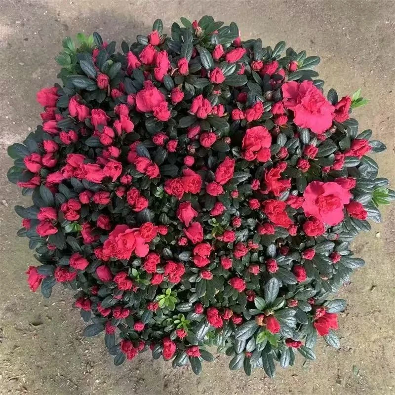 盆栽发货阳台四季开花发植物杜鹃花室内外带花苞带花苞好