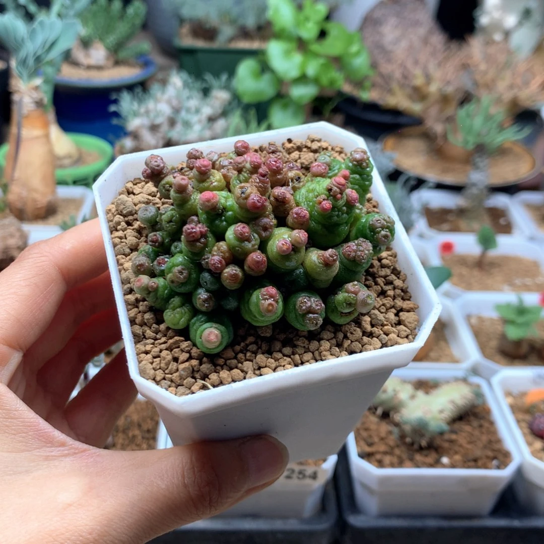 高沙石化小红点脱土