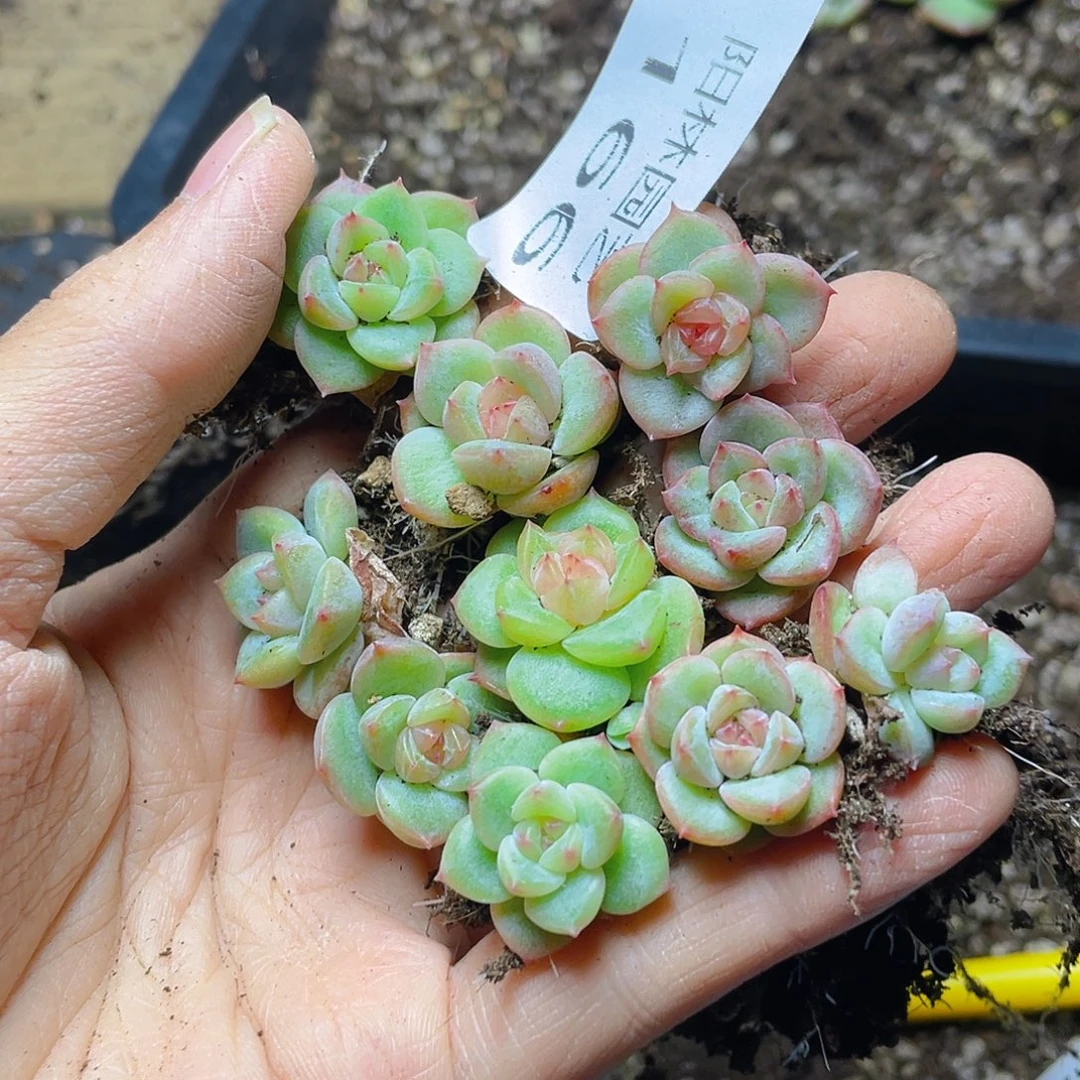 多肉植物多肉植物166