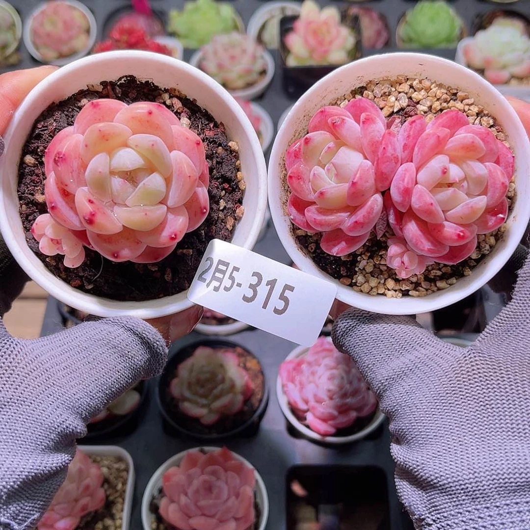 花05-315刚毅  2颗