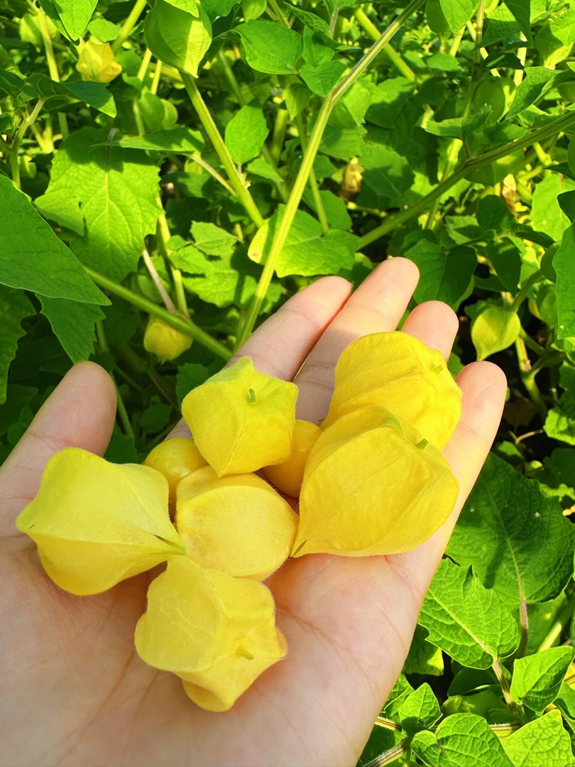 【顺丰包邮】菇娘果，菇娘灯笼果，嘎嘎甜坏果包赔姑娘果