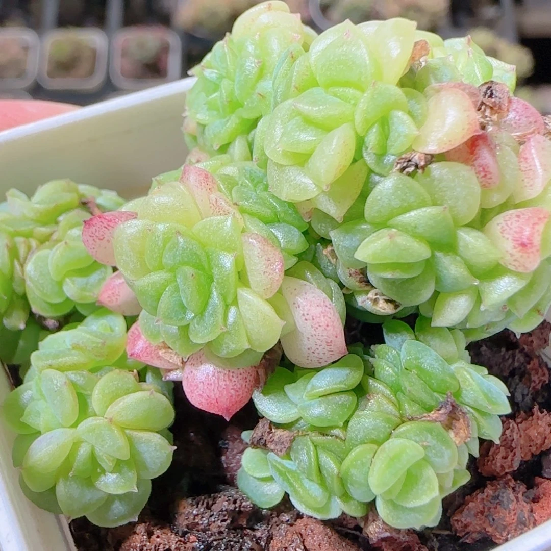 花语逸镜1029-448散