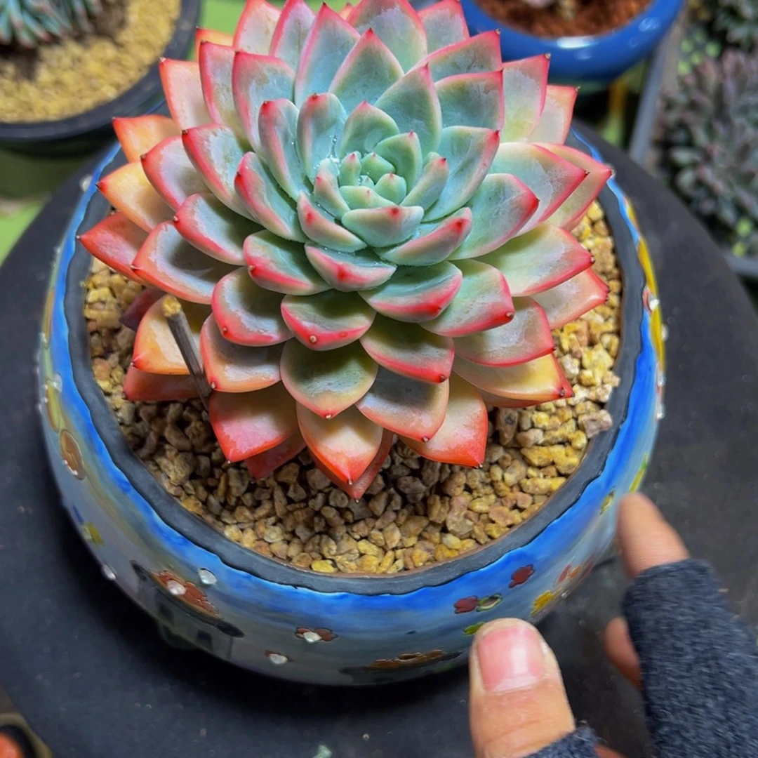 摩**@白月光一颗发货