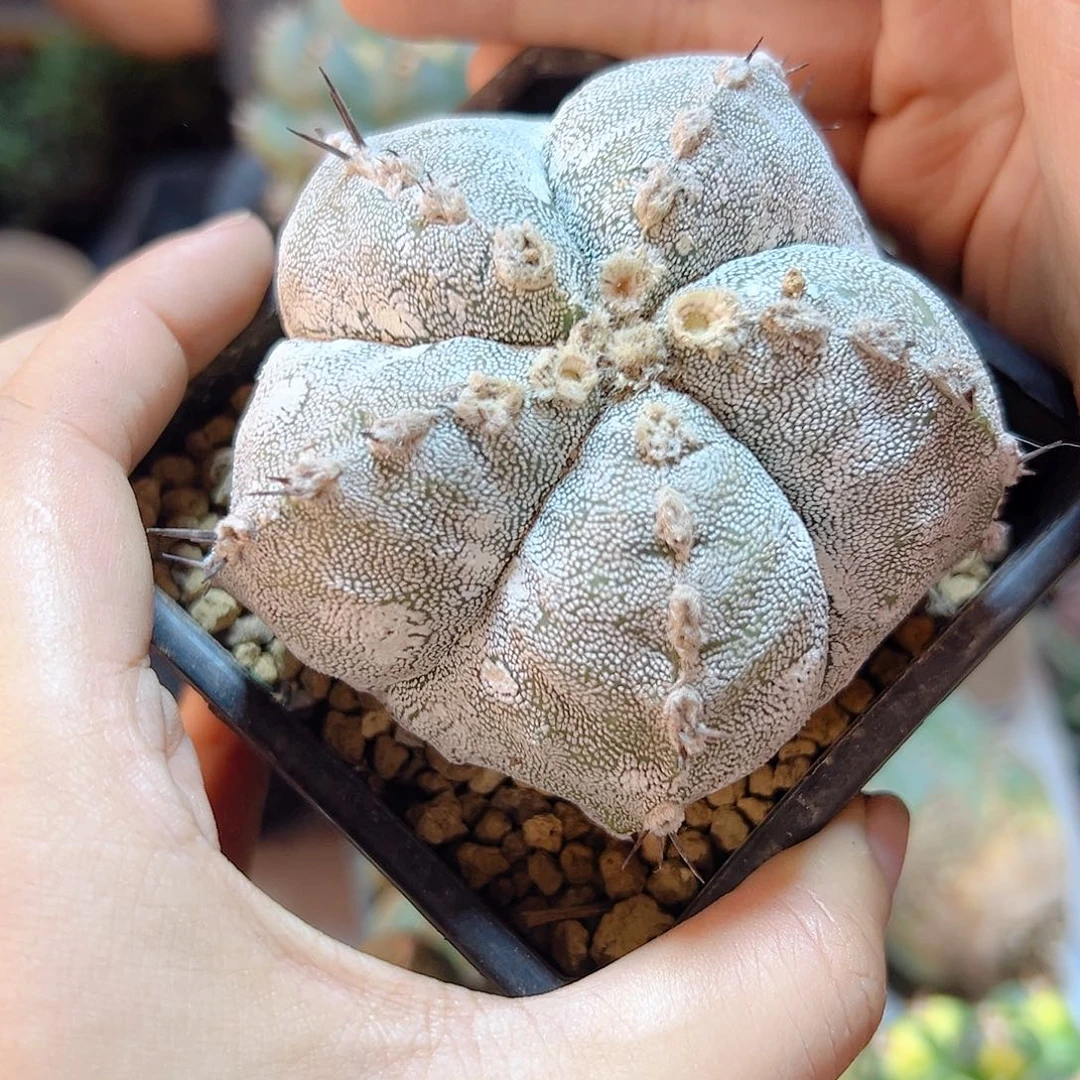 晚19号出根芽银沙鸾凤玉7.5公分