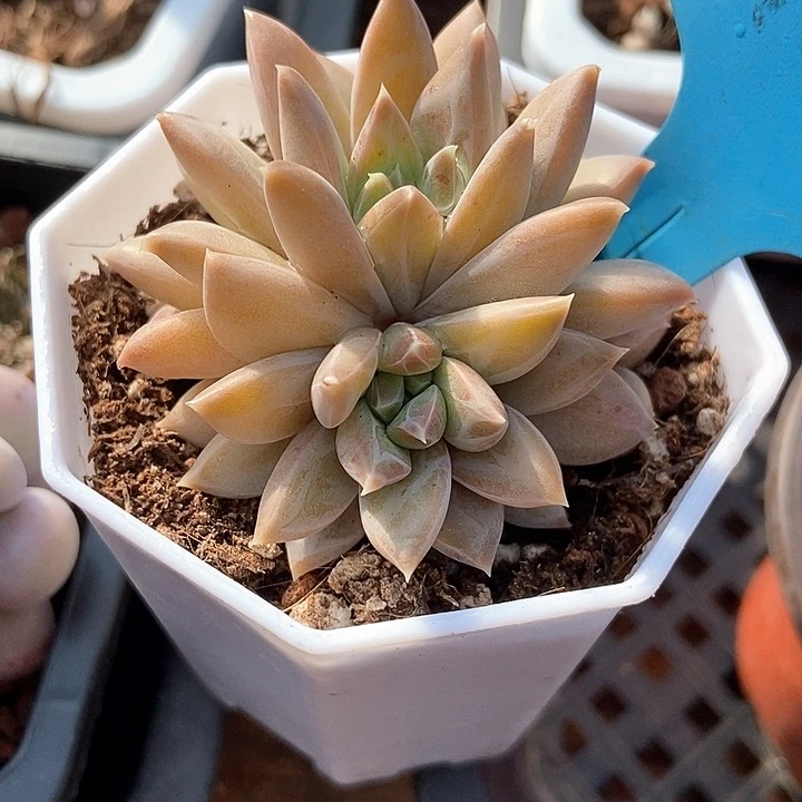 多肉植物a039多肉