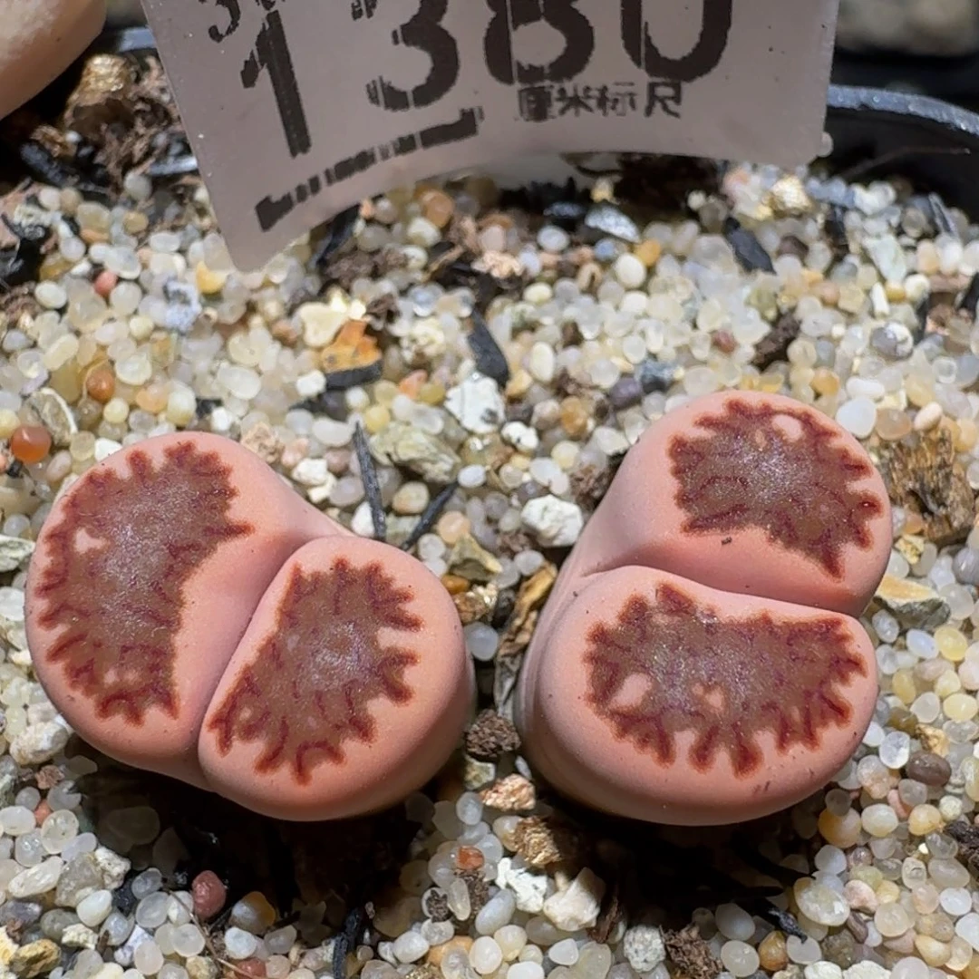 zzzz精品生石花1380