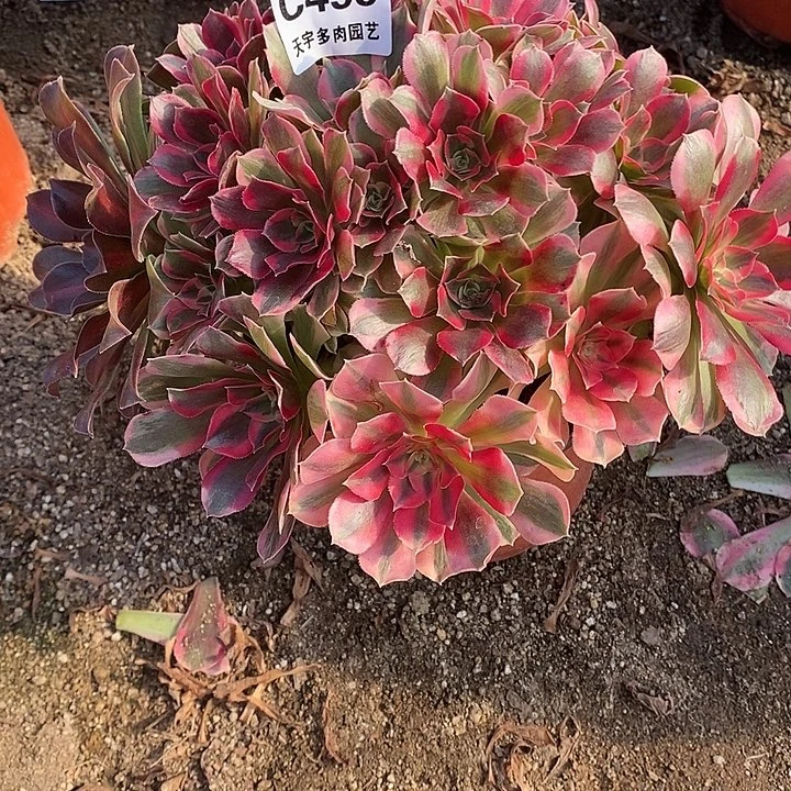 多肉植物七彩455多肉