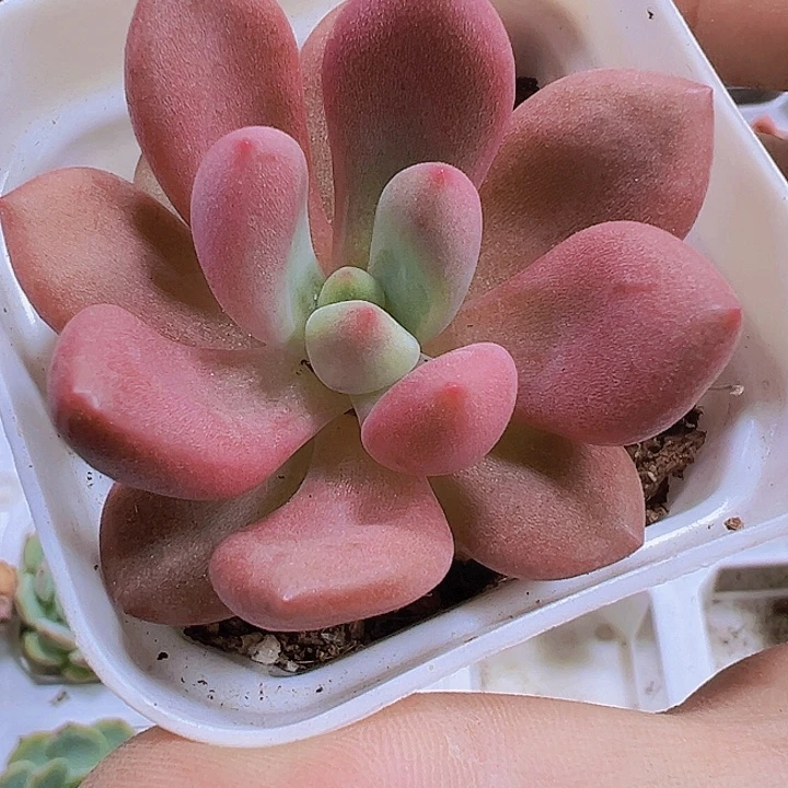桃花缘19包邮多肉植物
