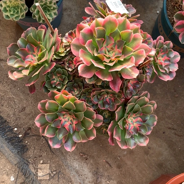 1041香妃多肉植物特价