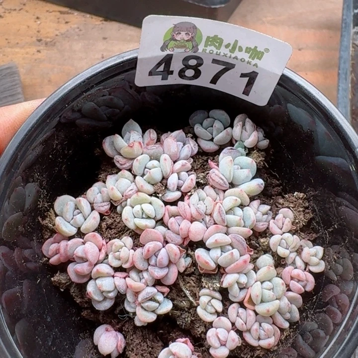 多肉植物多肉植物