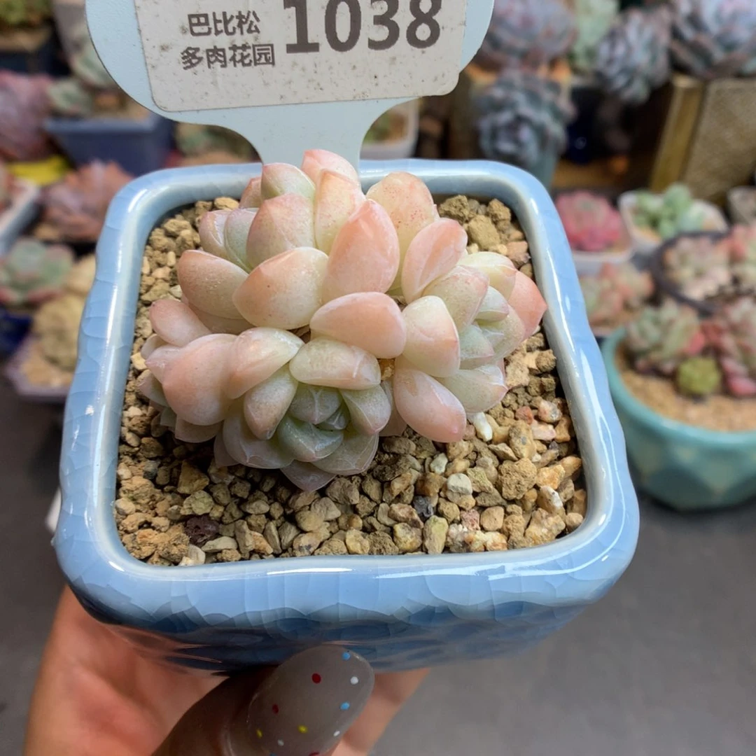 1038六头冰玉群多肉植物