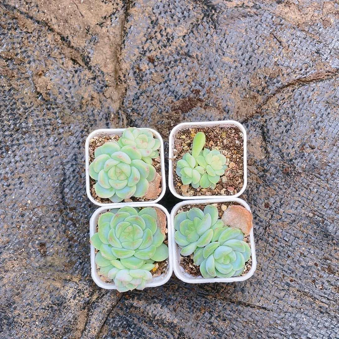 双头208-1 母本一个满25包邮