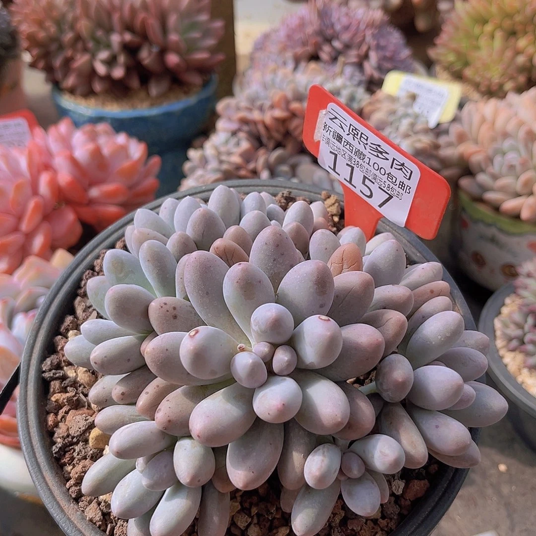 1157汤圆多肉植物