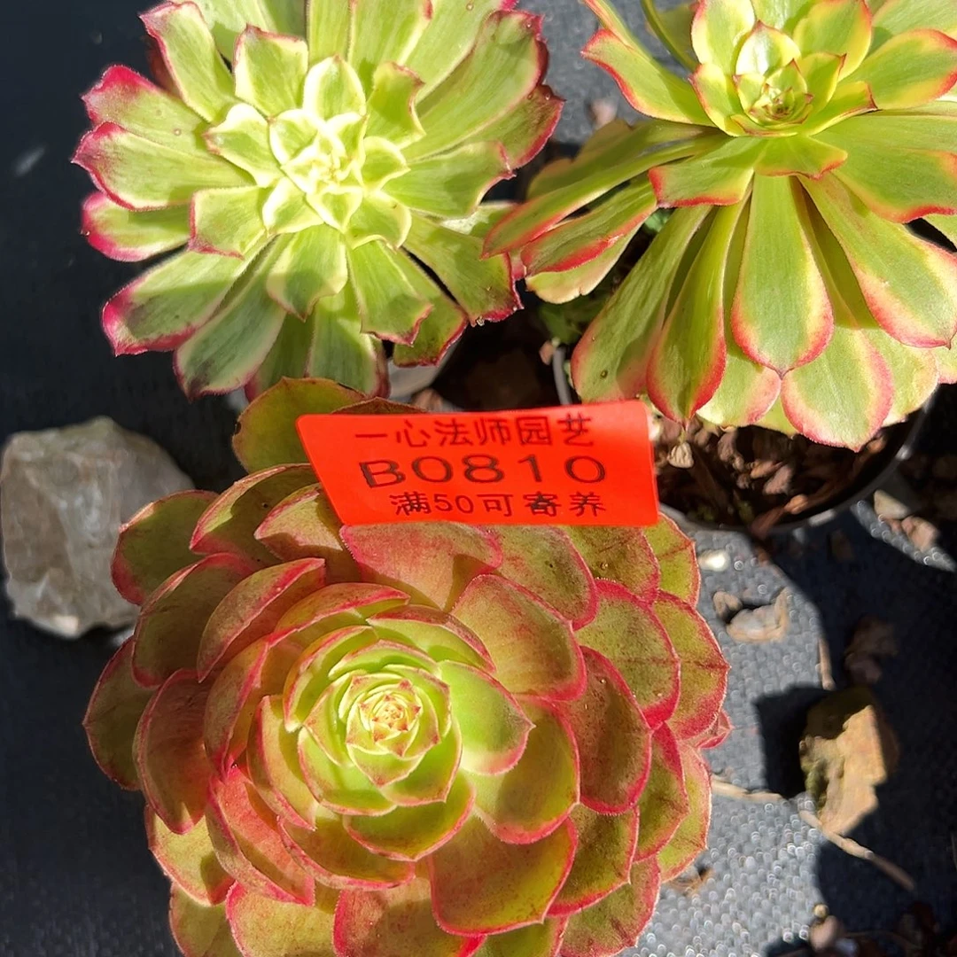 00810多肉植物法师3个