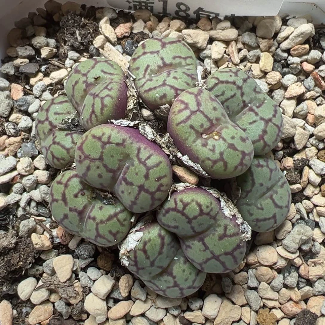 【闪购商品】1189……