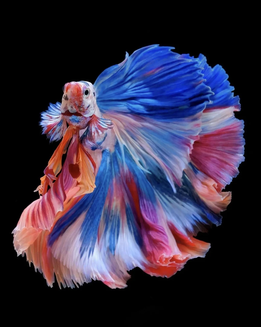 斗鱼适合桌面观赏