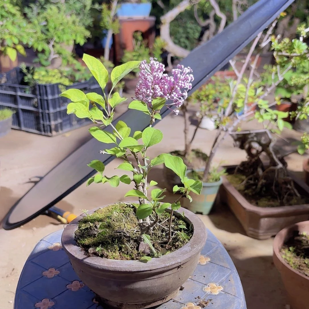 丁香盆景造型盆栽花卉