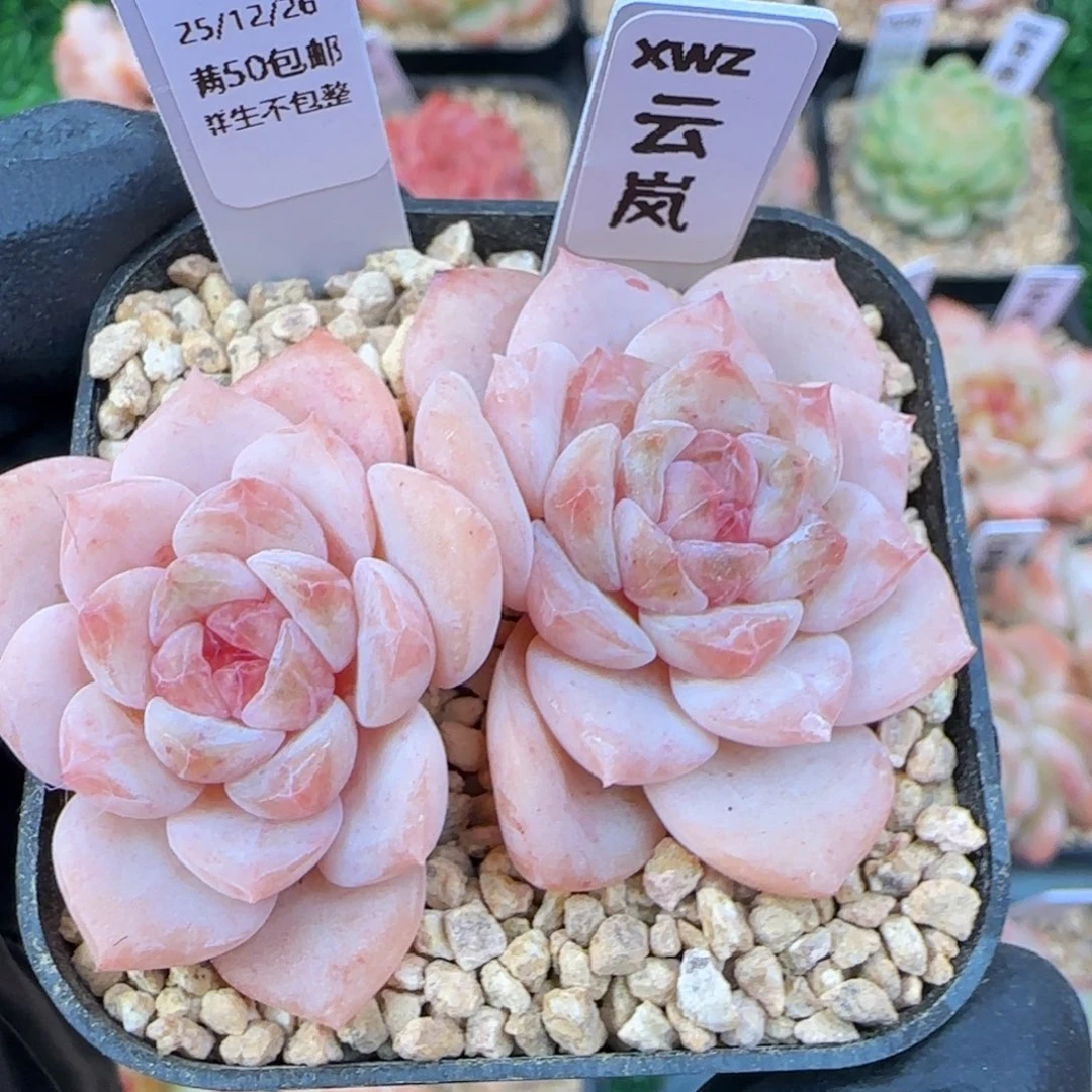 039    云岚   5厘米盆