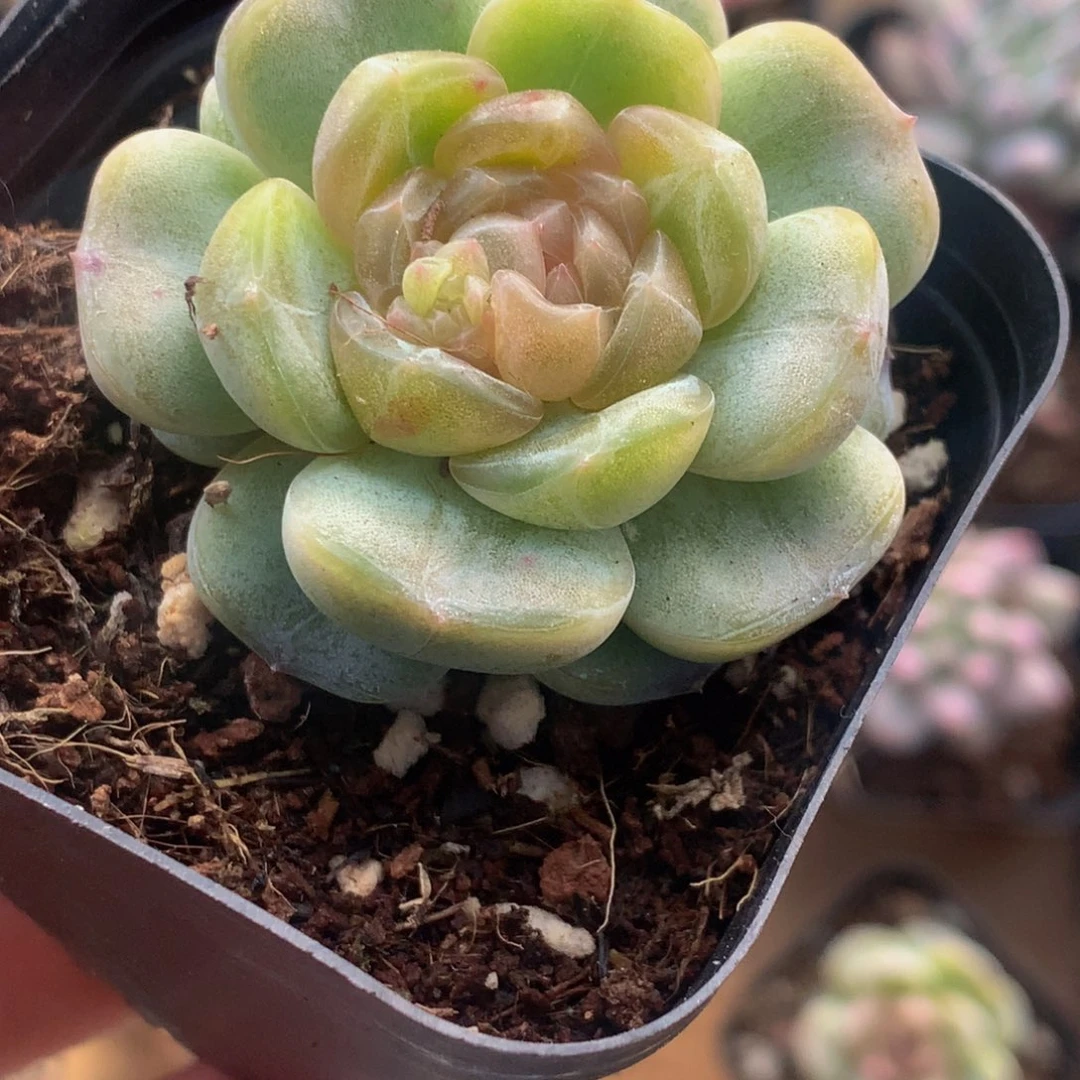 红色恋人。（满9.99包邮不满9.99发叶子）