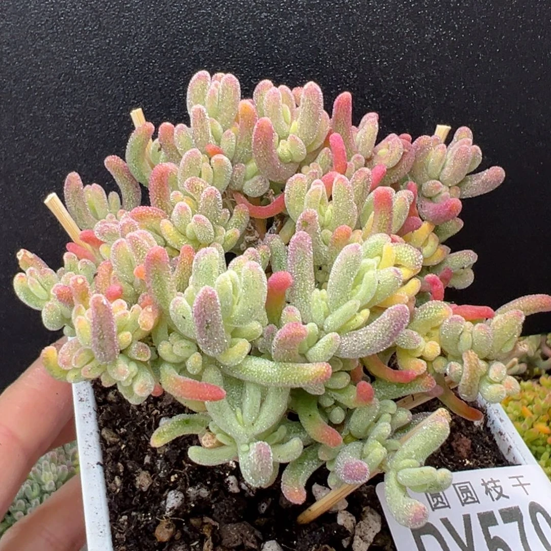 dy5702精控老桩橙叶锦冠幅7.5cm