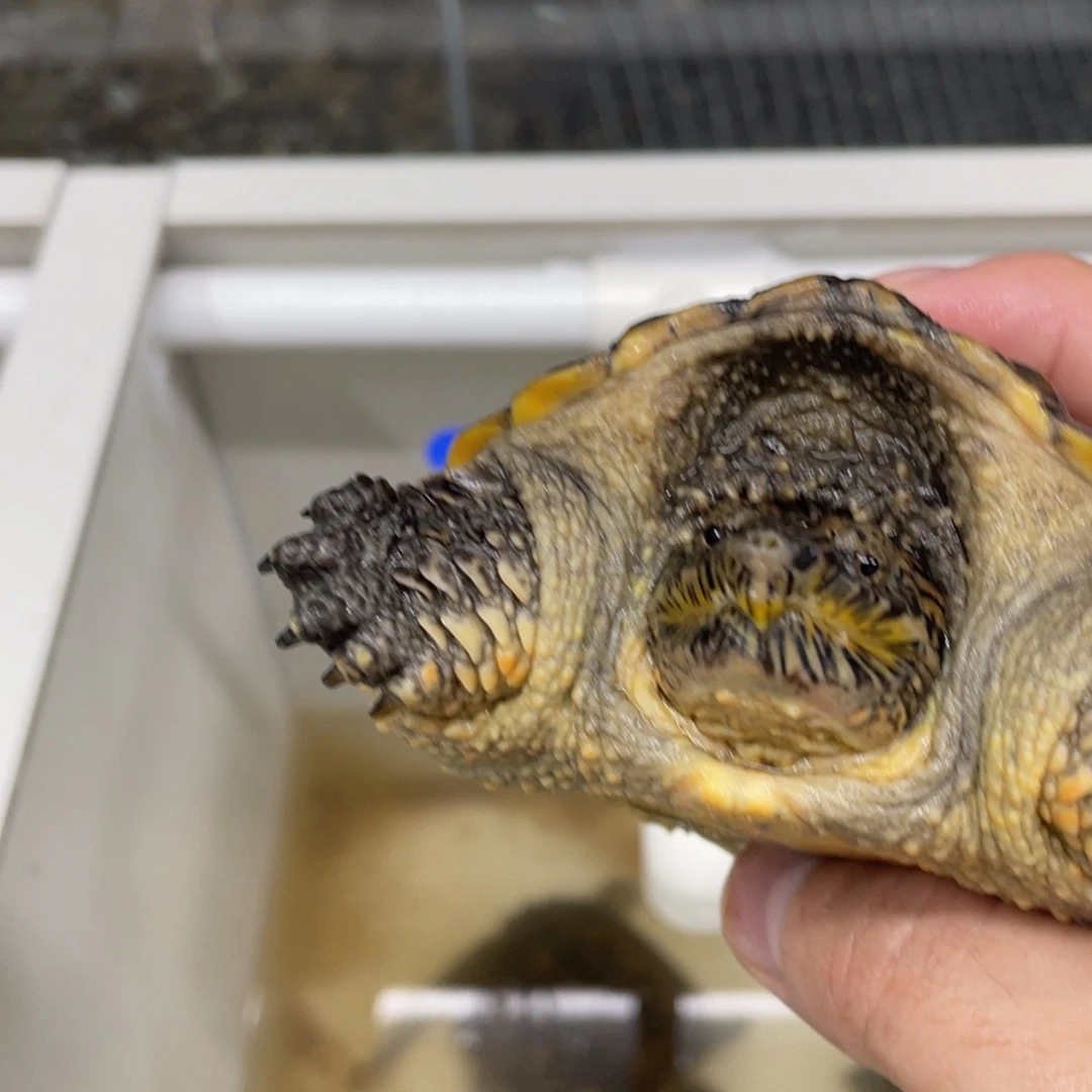 母绿毛龟擦*杂鳄纯佛北美1号