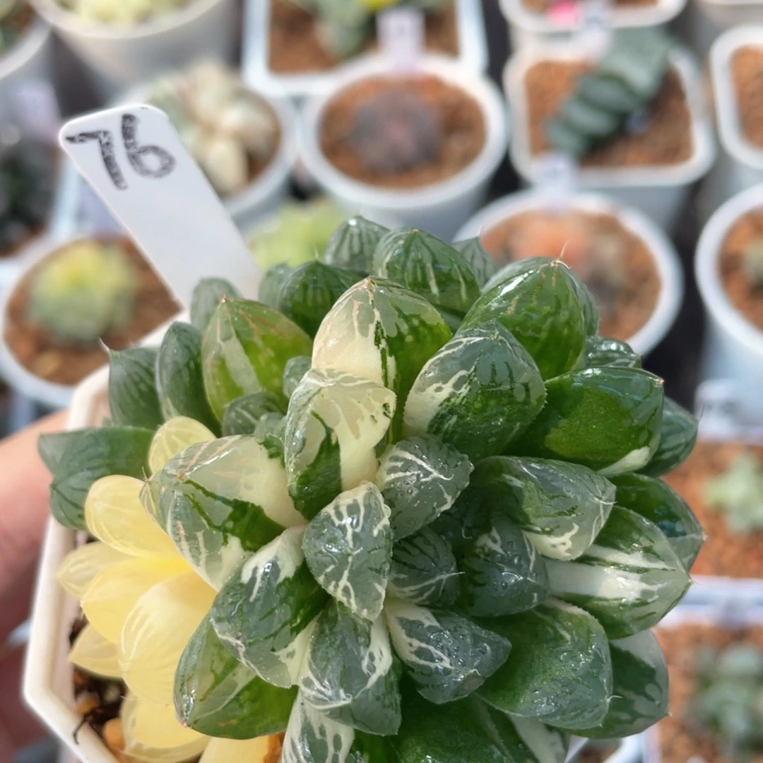 76红楼玉露锦。