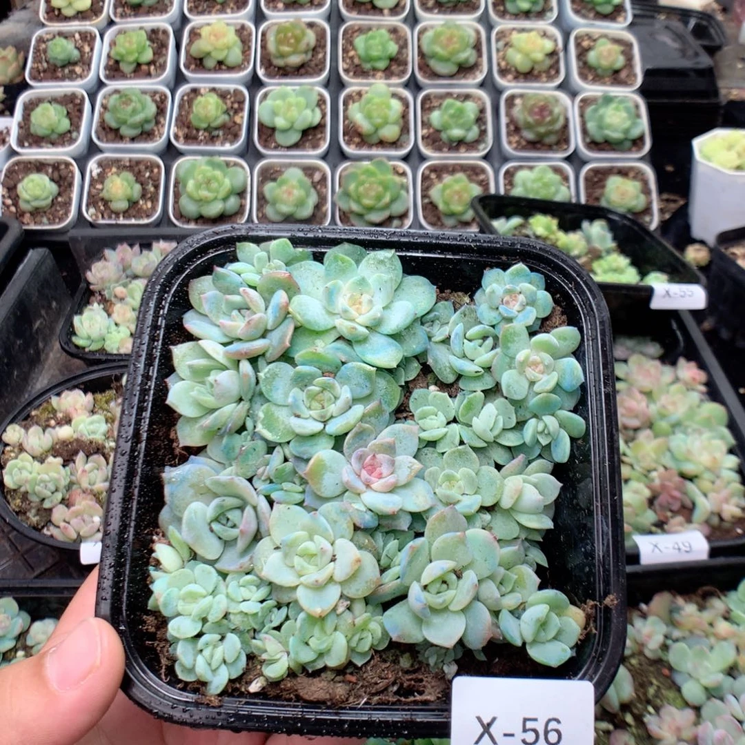 无花朵X56英语英语