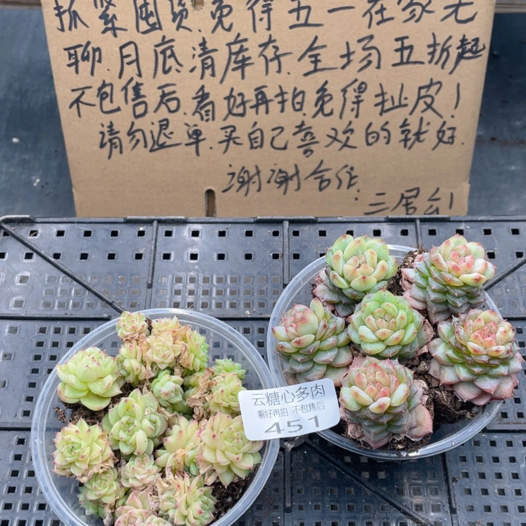 云糖心多肉植物451