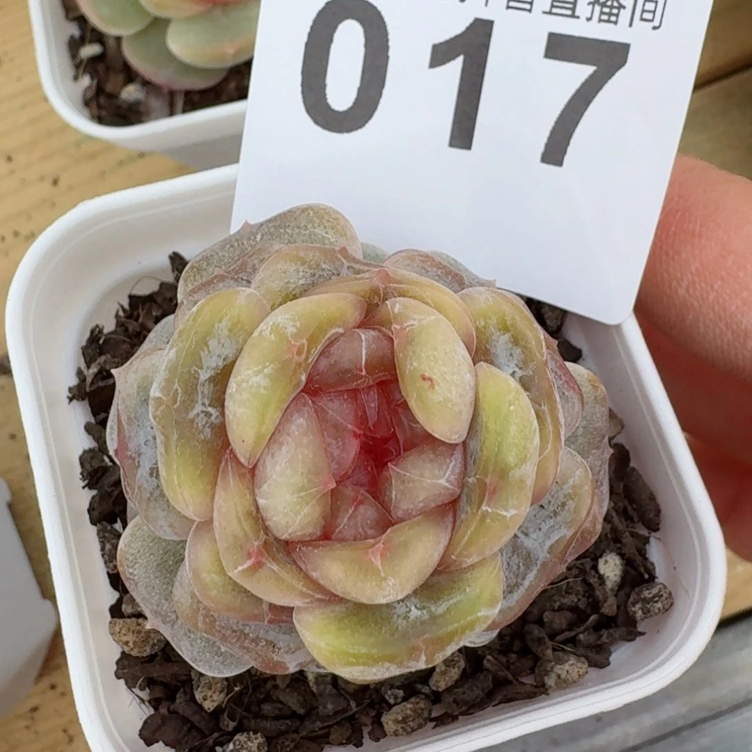 彩恋石化         精品多肉