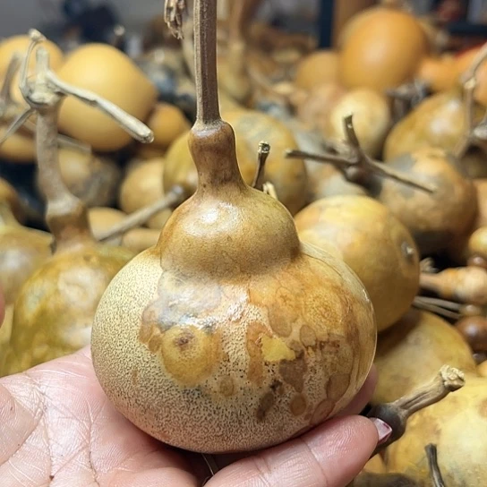 夏*葫芦葫芦葫芦葫芦