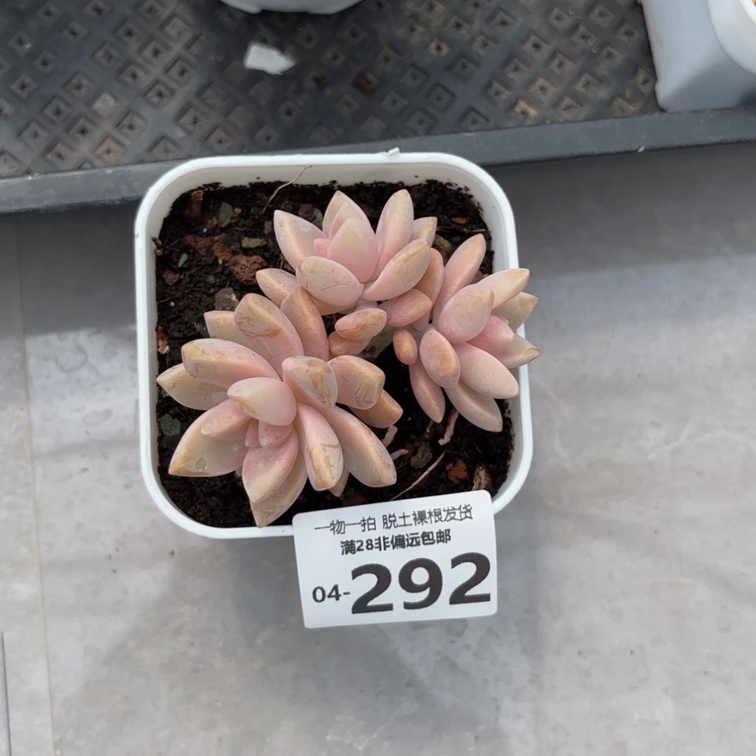 淡雪多肉多肉多肉