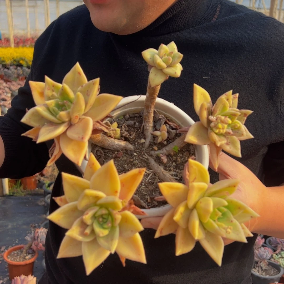 黄金表丽娜老桩四头起发