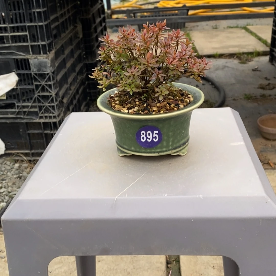 红陶C***啡红红火火过大年895