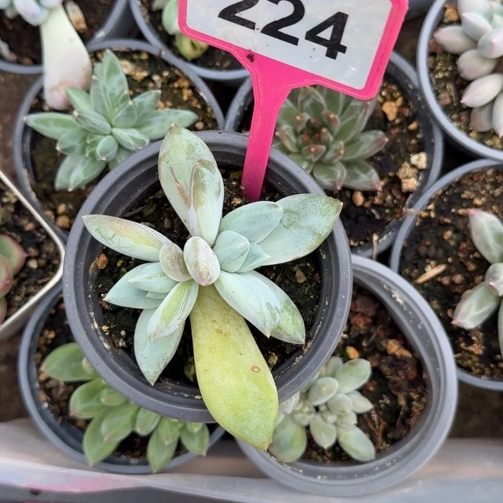 多肉植物伊丽莎白224