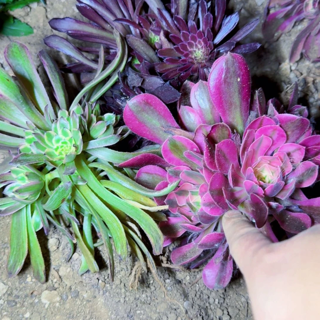 梦幻，粉霞，女郎满20包邮