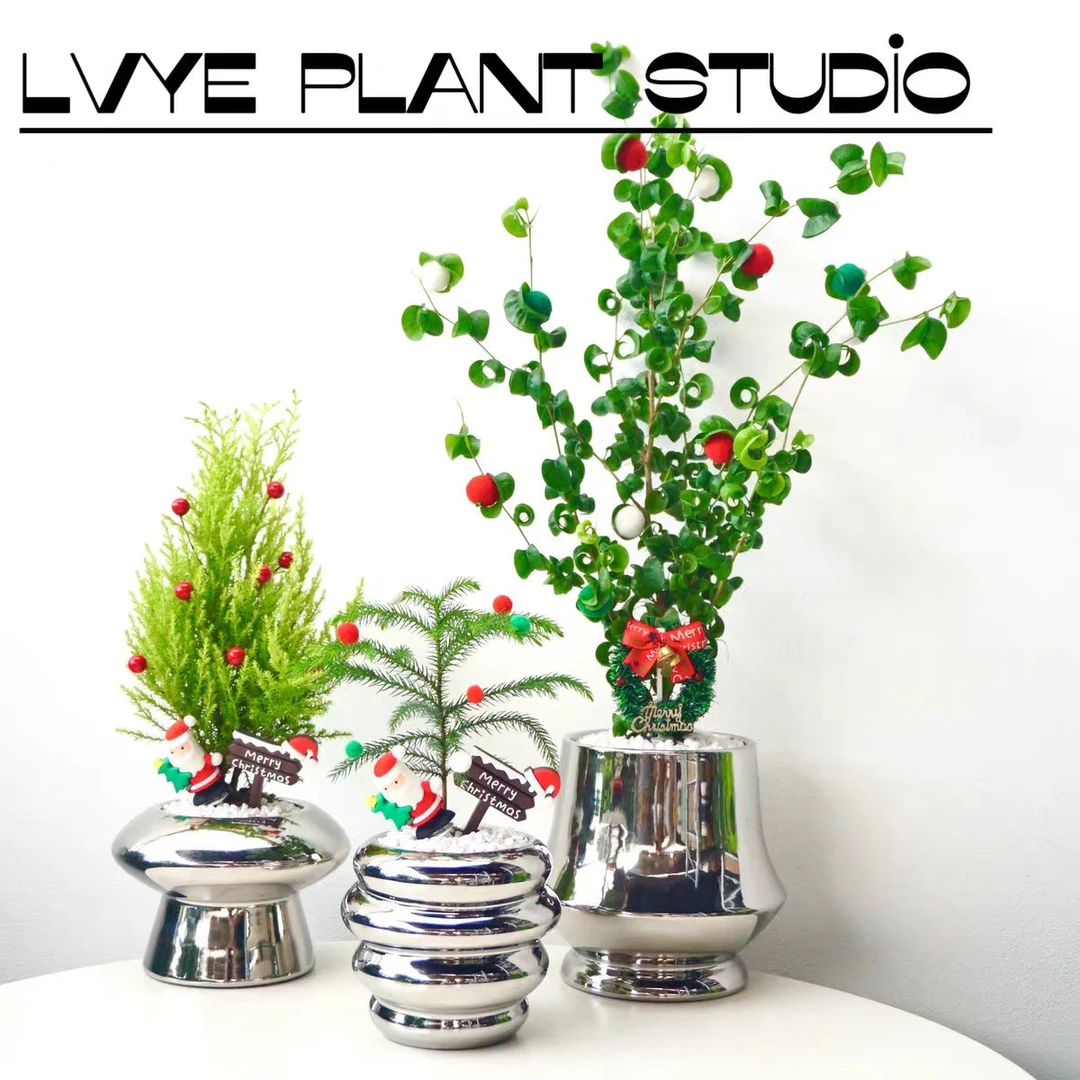 【圣诞礼物】小香松盆栽耐寒情绪绿植礼物室内桌面圣诞树装饰摆件