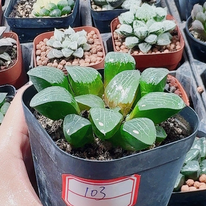 无花朵十二卷 实生寿福利